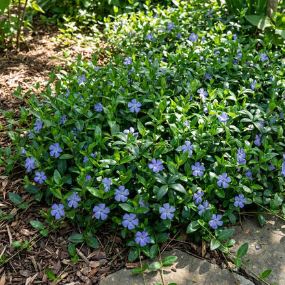 Immergrün-Blumensamen zum Pflanzen – Erbstück, Nicht-GVO, Hochkeimfähige Gartensamen