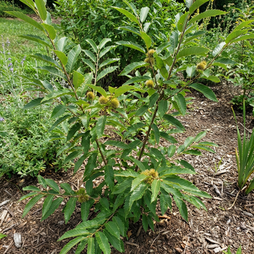 植え付け用のチンクアピンクリの木の種子 – 伝統種 非遺伝子組み換え、高発芽率の有機庭園用種子