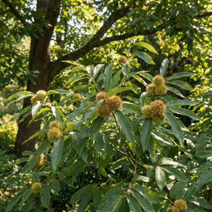 植え付け用のチンクアピンクリの木の種子 – 伝統種 非遺伝子組み換え、高発芽率の有機庭園用種子