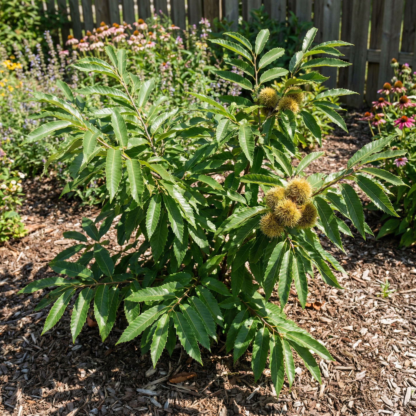 Chinquapin-Kastanienbaum (Castanea pumila) Samen zum Pflanzen – Erbstück Nicht-GVO Gartensamen