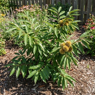 Chinquapin-Kastanienbaum (Castanea pumila) Samen zum Pflanzen – Erbstück Nicht-GVO Gartensamen