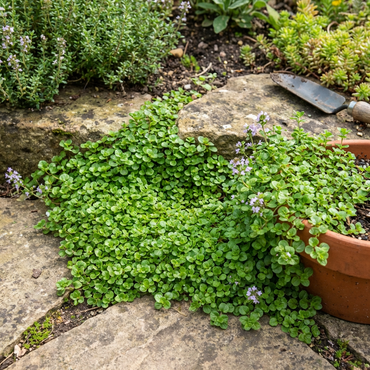 Graines de Menthe Corse Naine (Mentha requienii) – Herbe Aromatique Ancienne à Croissance Basse pour Jardins et Pots