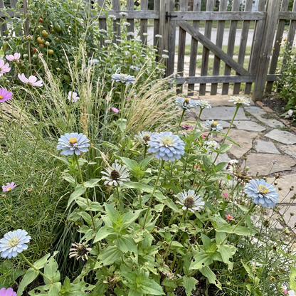 Semi di Fiore di Zinnia Azzurro Cielo per Piantare – Varietà Antica, Non OGM, Semi Biologici da Giardino ad Alta Germinazione