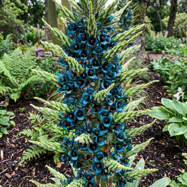 Violet Sapphire Tower Plant Seeds - Elegant and Exotic Flowering Seeds for Lush Garden Planting
