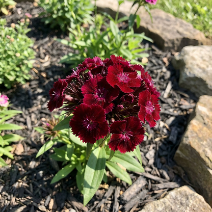 Dianthus Maroon Flower Seeds for Vibrant Planting and Rich Blooms