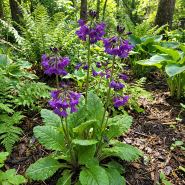 Violet Bulleyana Flower Seeds, Premium Organic Seeds for Vibrant Blooms in Your Garden