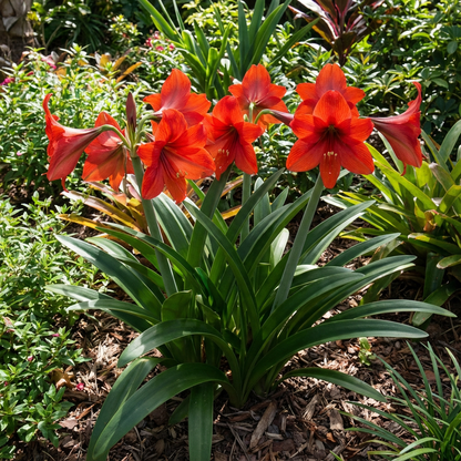 Semillas de Flor Roja de Hippeastrum Rutilum para Plantación Vibrante