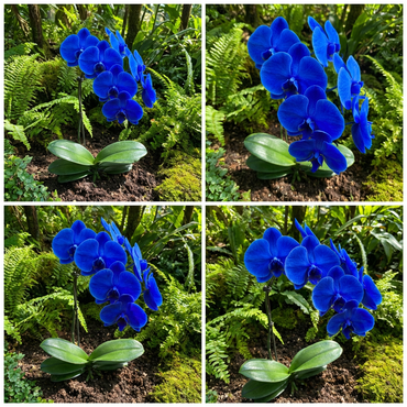 Blue Phalaenopsis Orchid Seeds for Exotic Flower Planting