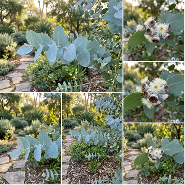 Silver Eucalyptus Plant Seeds for Gardening and Planting: Grow Your Own Beautiful Eucalyptus Trees!