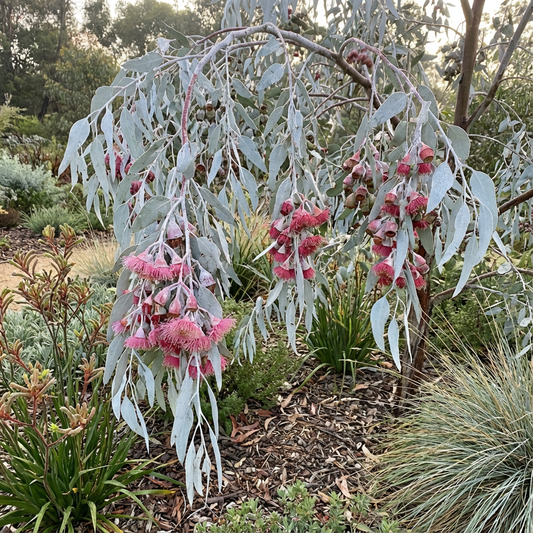 Silver Eucalyptus Plant Seeds for Gardening and Planting: Grow Your Own Beautiful Eucalyptus Trees!