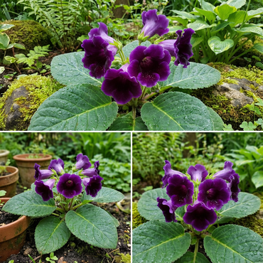 Dark Purple Gloxinia Flower Seeds - Royal Variety for Planting