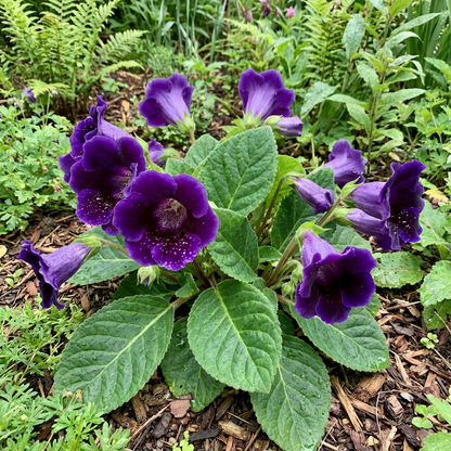 Dark Purple Gloxinia Flower Seeds - Royal Variety for Planting