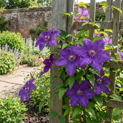 Elegant Clematis Flower Seeds for Planting Beautiful Vines