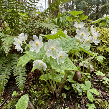 Exquisite Skeleton Flower Seeds - Diphylleia Grayi for Magical Shade Gardens