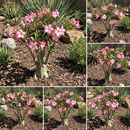 Adenium Obesum Flower seeds for Planting Bright Blooms Heirloom & GMO Free Seeds for Home Garden 
 
 Sale