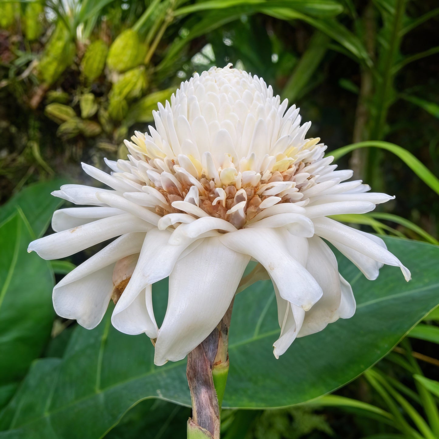 White Etlingera Elatior Flower Seeds for Planting  Tropical Beauty