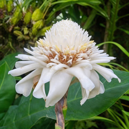 White Etlingera Elatior Flower Seeds for Planting  Tropical Beauty
