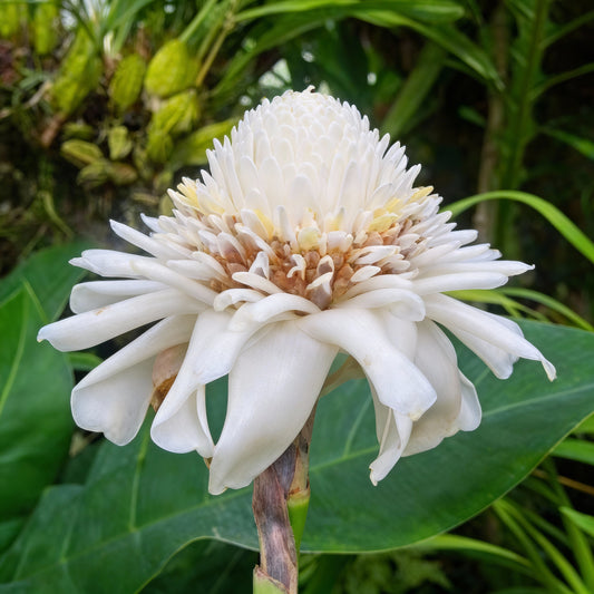 White Etlingera Elatior Flower Seeds for Planting  Tropical Beauty