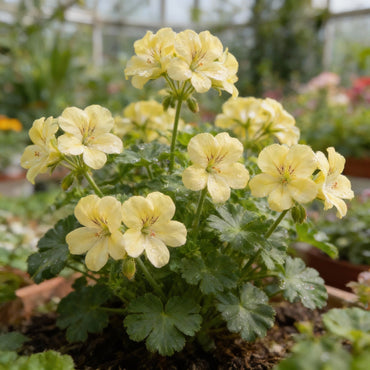 Univalve Geranium Light Yellow Flower Seeds for Planting  Annual Seeds for a Beautiful Garden
