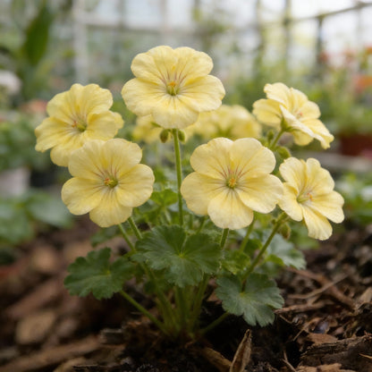 Univalve Geranium Light Yellow Flower Seeds for Planting  Annual Seeds for a Beautiful Garden