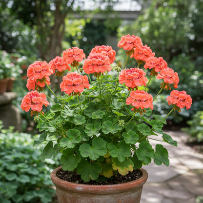 Light Red Geranium Flower Seeds for Planting | Annual Seeds for Vibrant Gardens