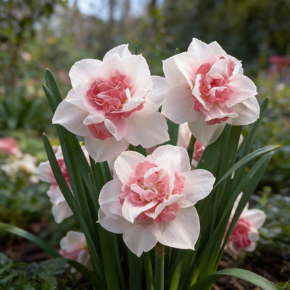 Narcissus Flower Seeds for Planting - White Pink Varieties for Stunning Gardens