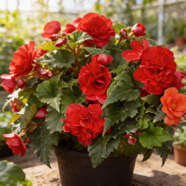 Begonia Nonstop Flower Planting Seeds for Vibrant Blooms - Perfect for Gardens and Containers