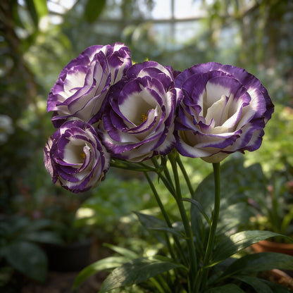 Eustoma Flower Seeds for Planting - Vibrant Orange Blooms for a Beautiful Garden