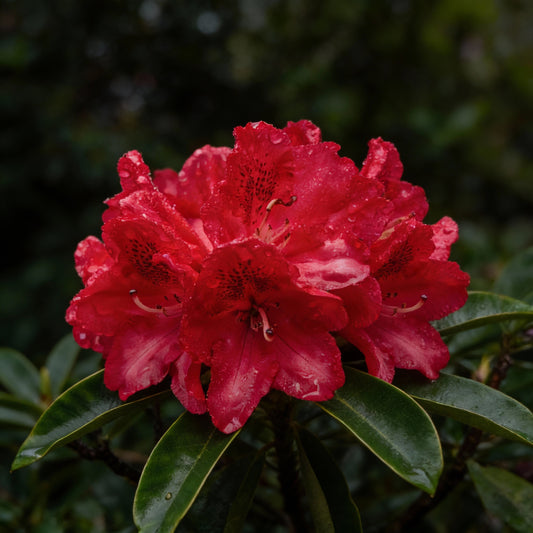 Red Rhododendron Seeds for Planting - Perennial Blooms
