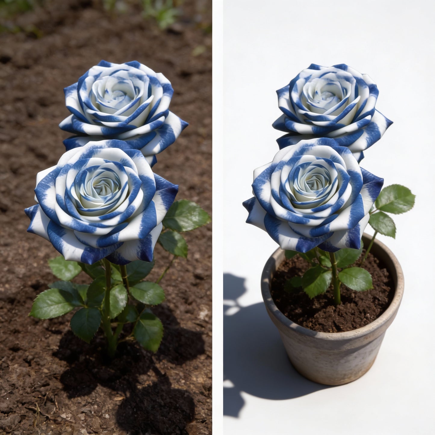 Blue Cream Rose Seeds for Planting