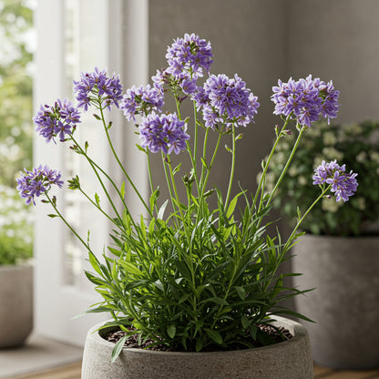 Armeria Maritima Flower Seeds for Planting: Vibrant Groundcover for Beautiful Coastal Gardens