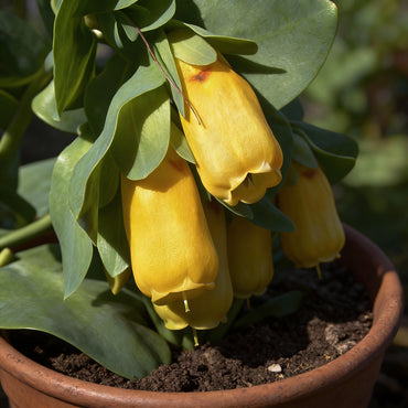 Yellow Cerinthe Flower Seeds for Easy Spring Planting