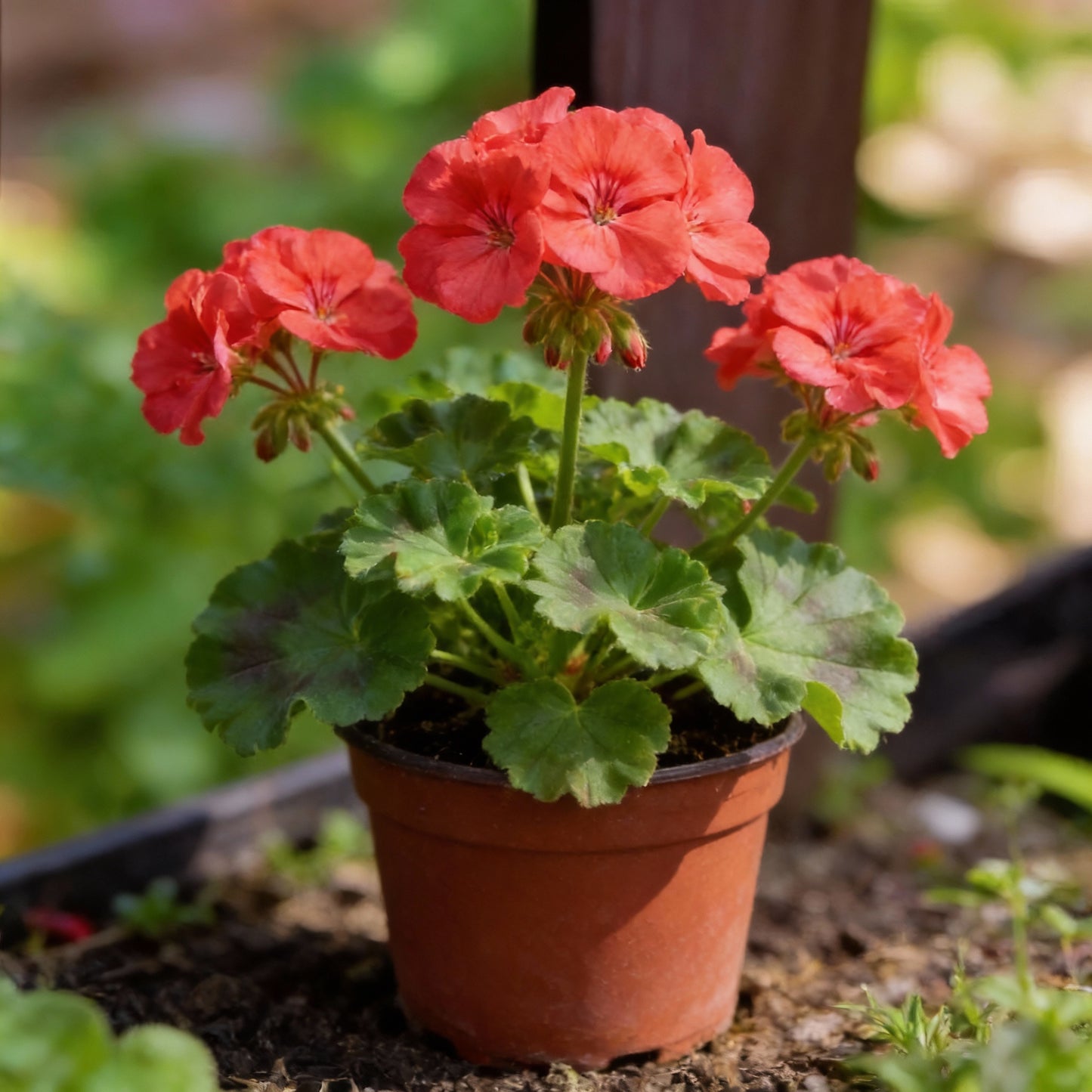 Light Red Geranium Flower Seeds for Planting | Annual Seeds for Vibrant Gardens