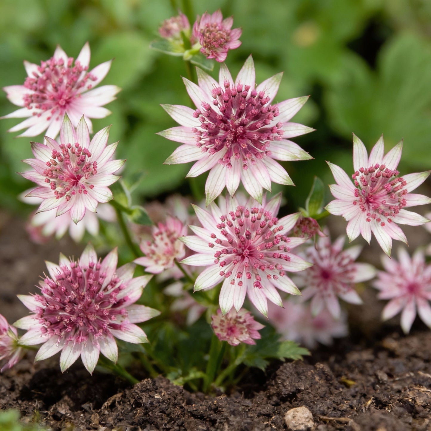 Masterwort Flower Seeds for Planting - Stunning Perennial Blooms