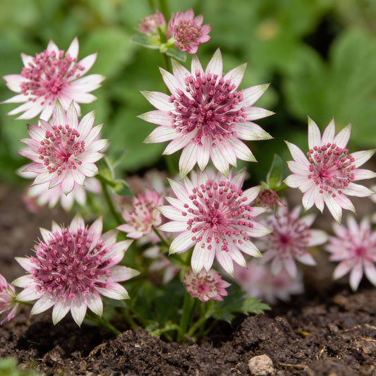 Masterwort Flower Seeds for Planting - Stunning Perennial Blooms