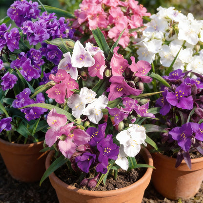 Mixed Tradescantia Spiderwort Flower Seeds for Planting