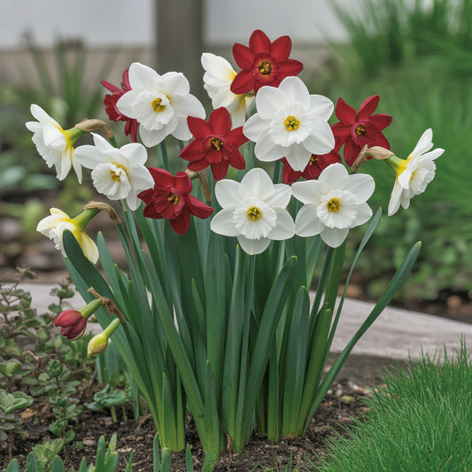 Narcissus White Red Seeds for Planting - Elegant Flower Blooms