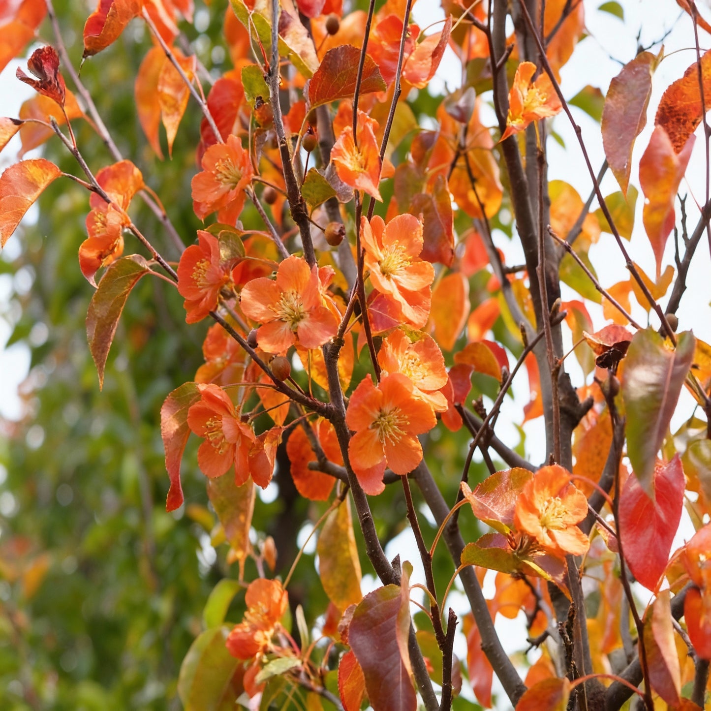 Orange Pyrus Calleryana Tree Planting Seeds - 1 pcs