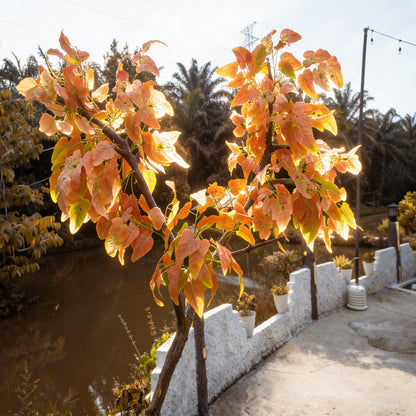 Orange Pyrus Calleryana Tree Planting Seeds - 1 pcs