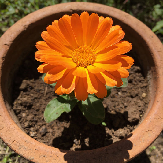 Orange Tithonia Flower Seeds for Planting | Vibrant Annual Blooms
