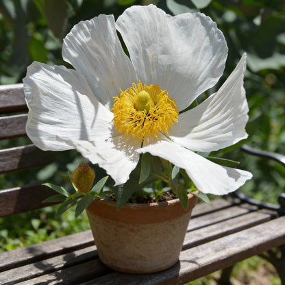 Coulteri Flower Seeds for Planting  Vibrant Blooms for Your Garden