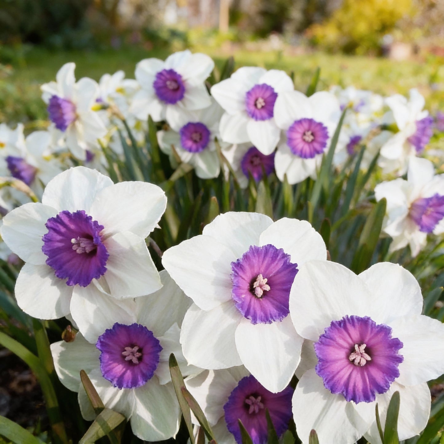 White Violet Daffodil Seeds for Planting in Your Garden
