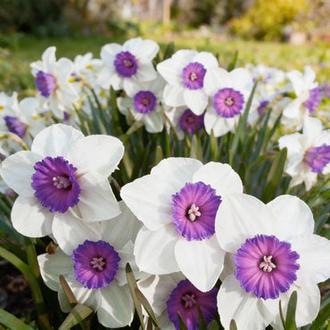 White Violet Daffodil Seeds for Planting in Your Garden