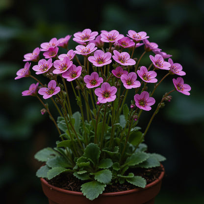 Saxifrage Rose Flower Seeds for Planting - Vibrant Garden Blooms