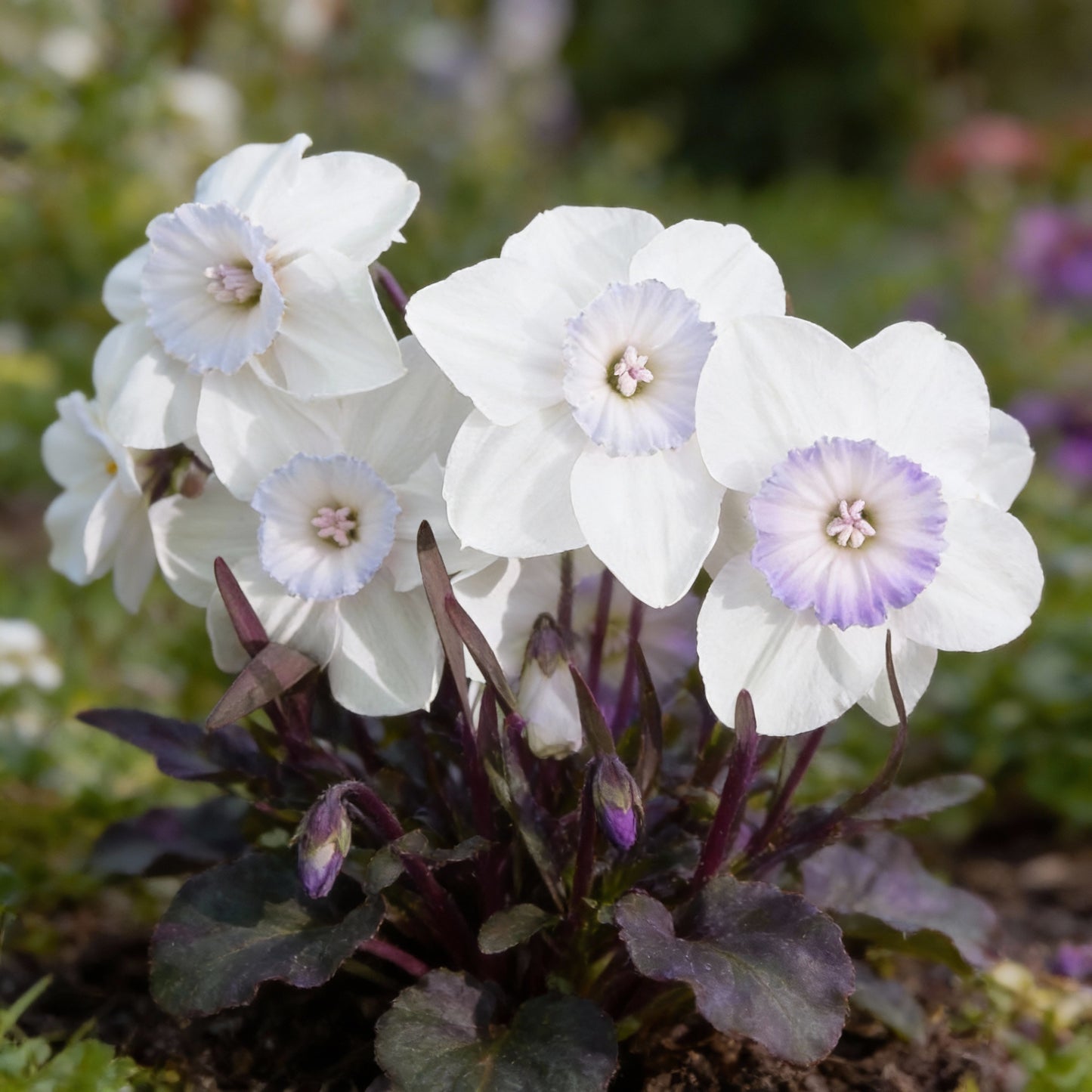 White Violet Daffodil Seeds for Planting in Your Garden