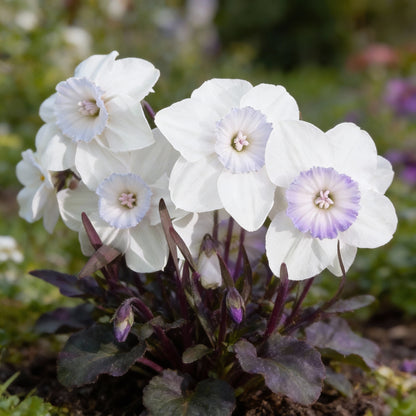 White Violet Daffodil Seeds for Planting in Your Garden