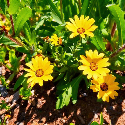 Yellow Dimorphotheca Sinuata Flower Seeds Planting