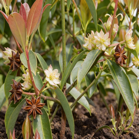 Star Anise Seeds for Planting - Grow Your Own Star Anise Flower