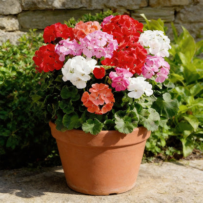 Geranien Samen – Gemischte Pelargonien Samen für lebendige  Gartenbepflanzung – Pure Asia Seeds