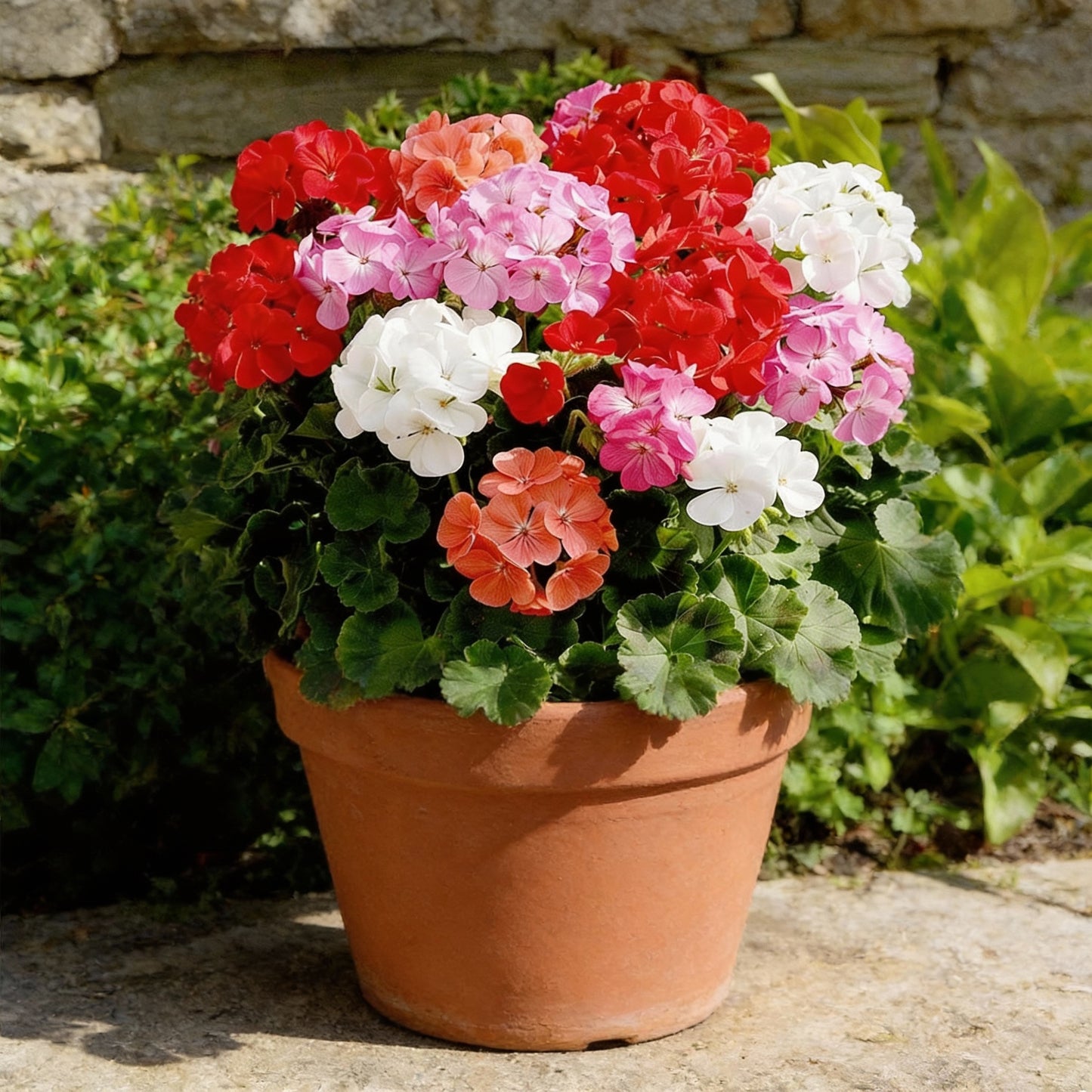 Geranium Red White Seeds for Planting - Brighten Your Garden